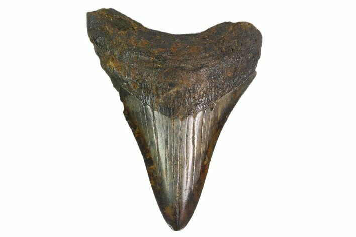 3.12" Fossil Megalodon Tooth - South Carolina